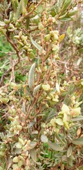 Atriplex vesicaria