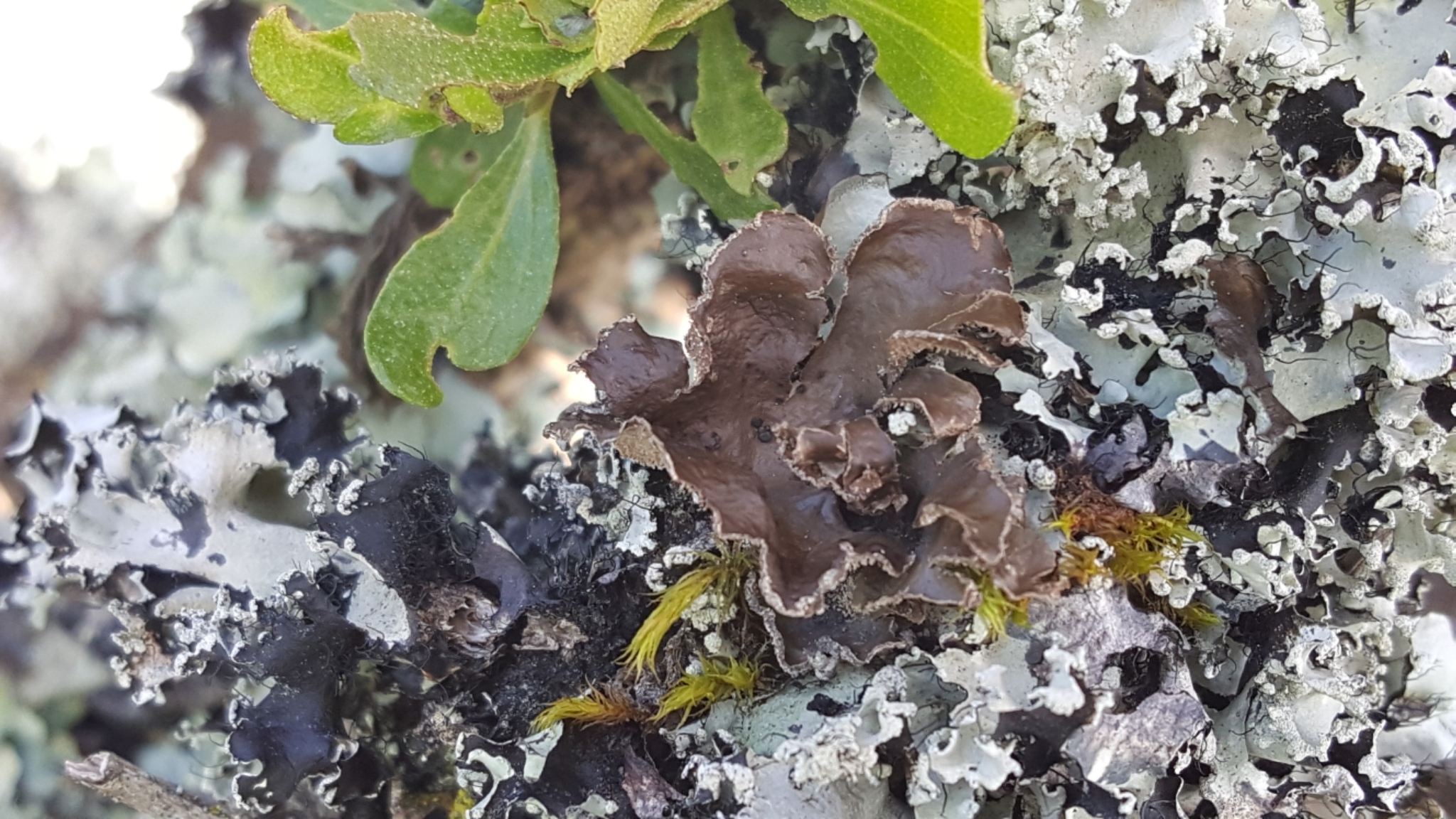 Sticta fuliginosa image