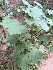 Acer opalus, photograph (c) Patrick Delhalt, some rights reserved (CC BY)