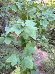 Acer opalus, photograph (c) Patrick Delhalt, some rights reserved (CC BY)