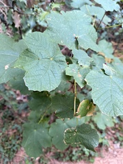 Acer opalus, photograph (c) Patrick Delhalt, some rights reserved (CC BY)