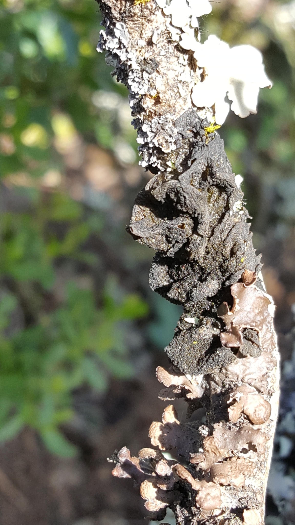Collema image