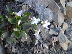 Viola sacchalinensis