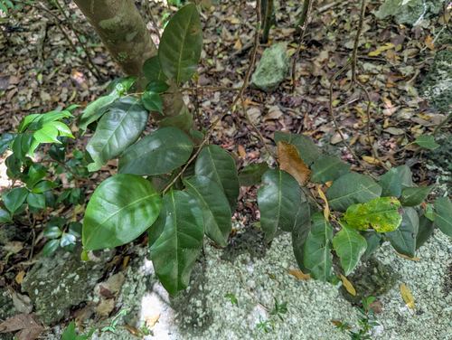 Coccoloba diversifolia, photograph 3