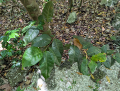 Coccoloba diversifolia, photograph (c) Tom Field, some rights reserved (CC BY)