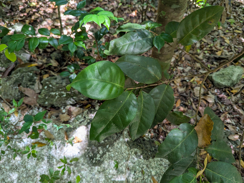 Coccoloba diversifolia, photograph 2