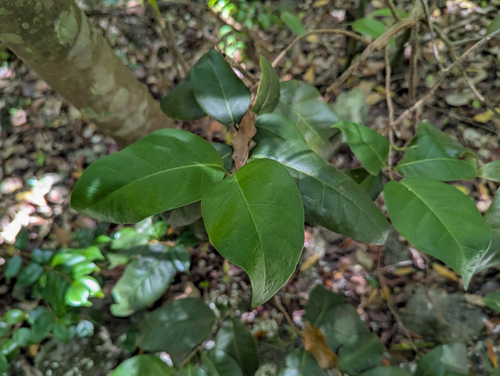 Coccoloba diversifolia, photograph 1