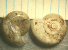 Glyphyalinia