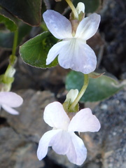Viola sacchalinensis