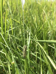 Zygaena filipendulae