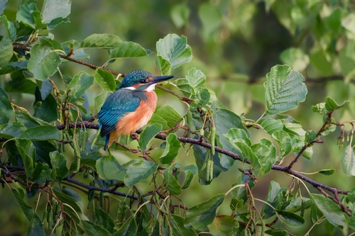 Common Kingfisher