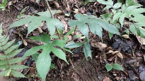 Dorstenia arifolia