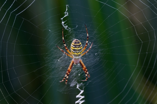 Wasp Spider