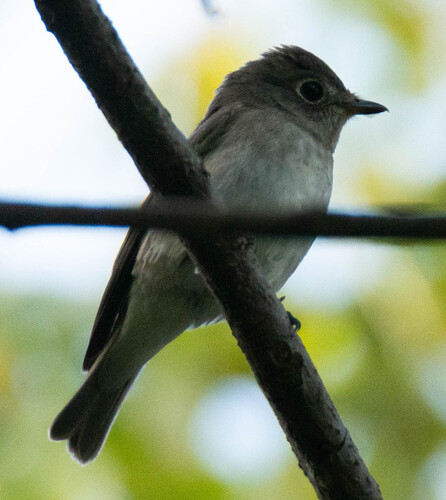 Asian Brown Flycatcher