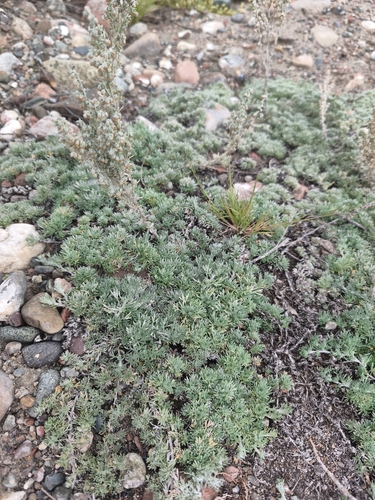 fringed sagebrush