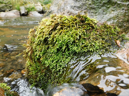 Brachythecium rivulare