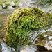 Waterside Feather Moss - Photo (c) Stefan Gey, some rights reserved (CC BY-NC), uploaded by Stefan Gey