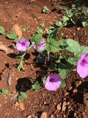 Convolvulus stachydifolius