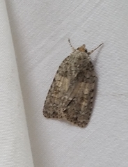 Acronicta immodica