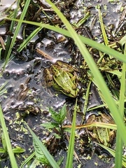 Pelophylax lessonae