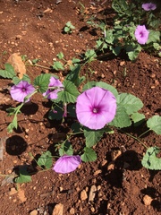 Convolvulus stachydifolius