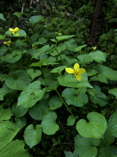 Viola glabella, photograph 2