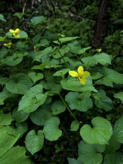 Viola glabella, photograph (c) Jared Shorma, some rights reserved (CC BY)