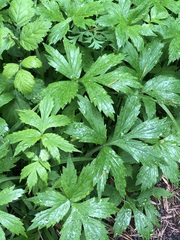 Hydrophyllum tenuipes, photograph (c) Jared Shorma, some rights reserved (CC BY)