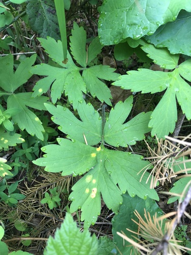 Hydrophyllum tenuipes, photograph 5