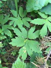 Hydrophyllum tenuipes, photograph (c) Jared Shorma, some rights reserved (CC BY)