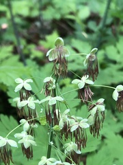 Thalictrum occidentale