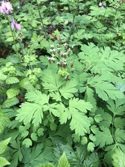 Thalictrum occidentale, photograph (c) Jared Shorma, some rights reserved (CC BY)