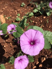 Convolvulus stachydifolius