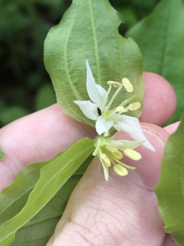 Prosartes hookeri, photograph 2