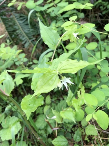 Prosartes hookeri, photograph 3