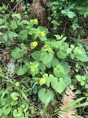 Viola glabella