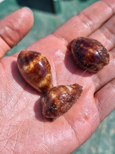 Cypraea pyrum observed 2026-09-02
