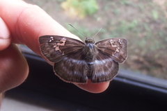 Quadrus cerialis