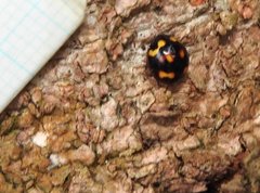 Derispia maculipennis