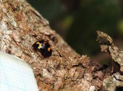 Derispia maculipennis