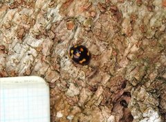 Derispia maculipennis