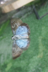 Quadrus cerialis