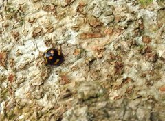 Derispia maculipennis