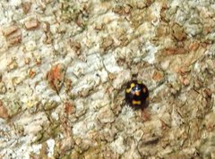 Derispia maculipennis