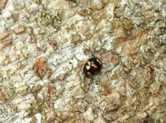 Derispia maculipennis