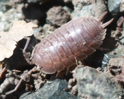 Porcellio laevis