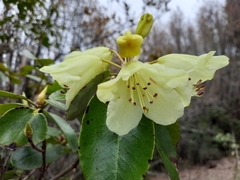 Rhododendron campylocarpum