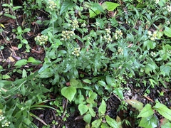 Eschenbachia japonica