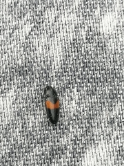 Drapetes mordelloides