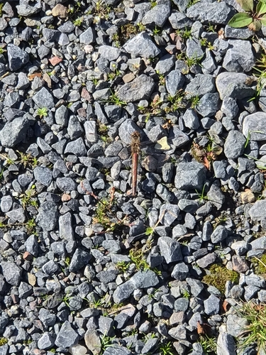 Vagrant Darter